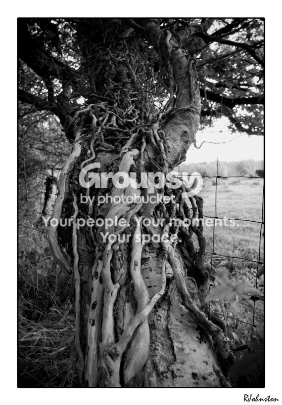 Treetrunkcopy.jpg