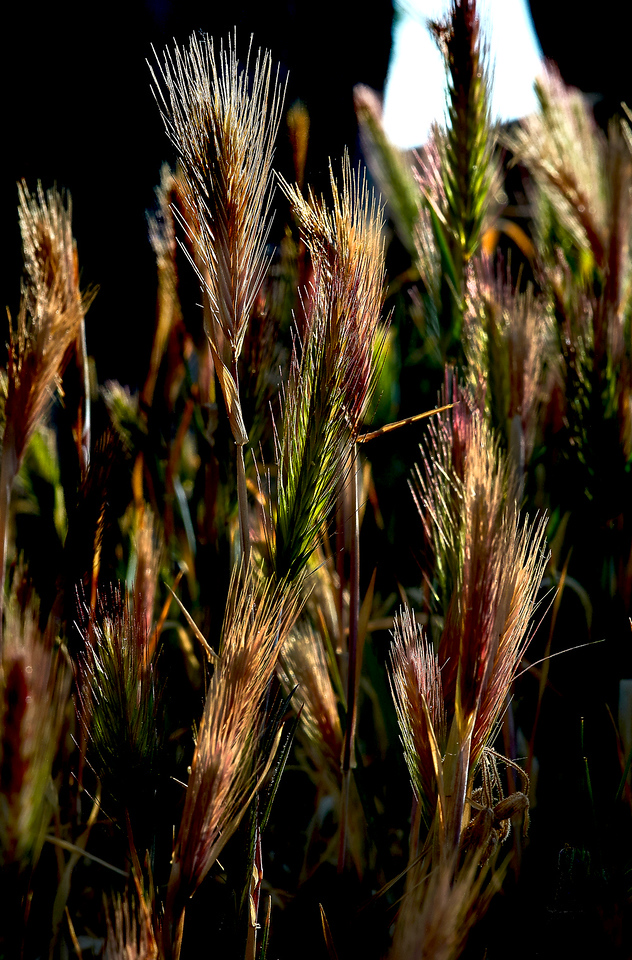 DSCF2946-X2.jpg