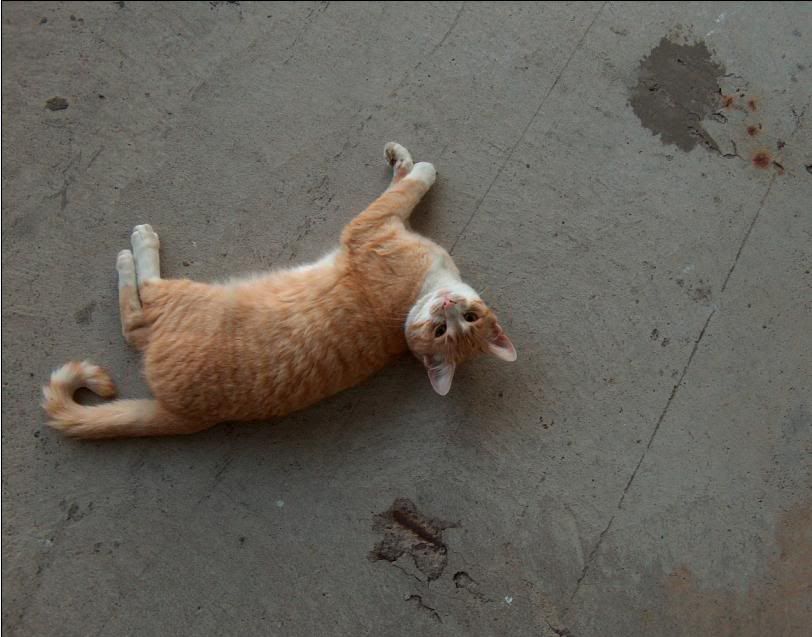 cat4.jpg