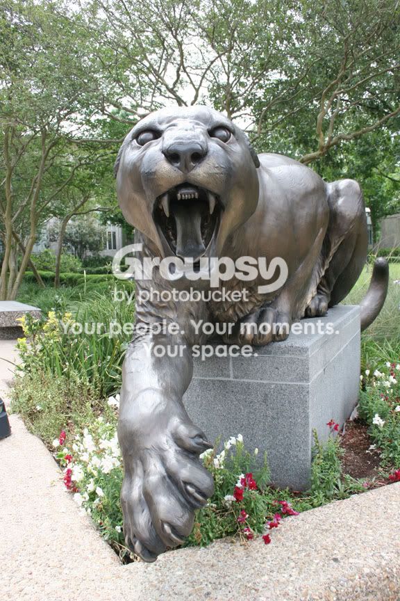 coog1.jpg