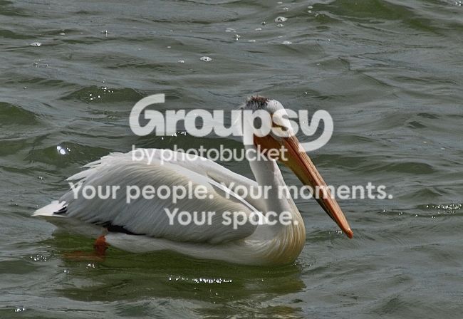 Pelicannocp.jpg