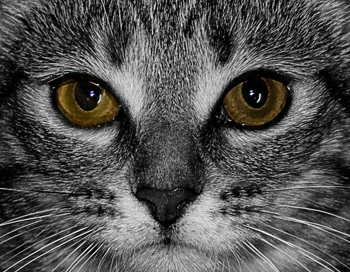 2093663614_f1cc8c83bb.jpg