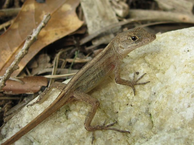 Original20090712_39crop.jpg