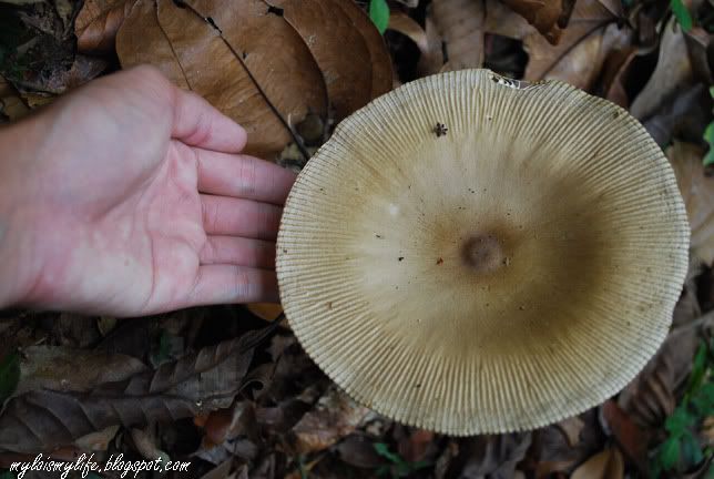 FUNGI5_0082.jpg