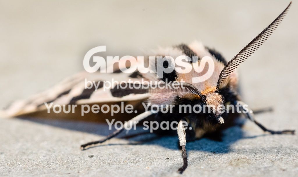 _D713899_zpsiv4udlex.jpg