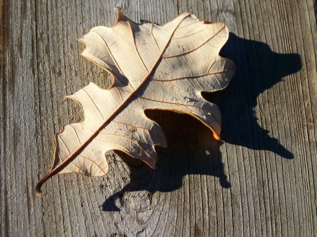 100_4121leaf.jpg