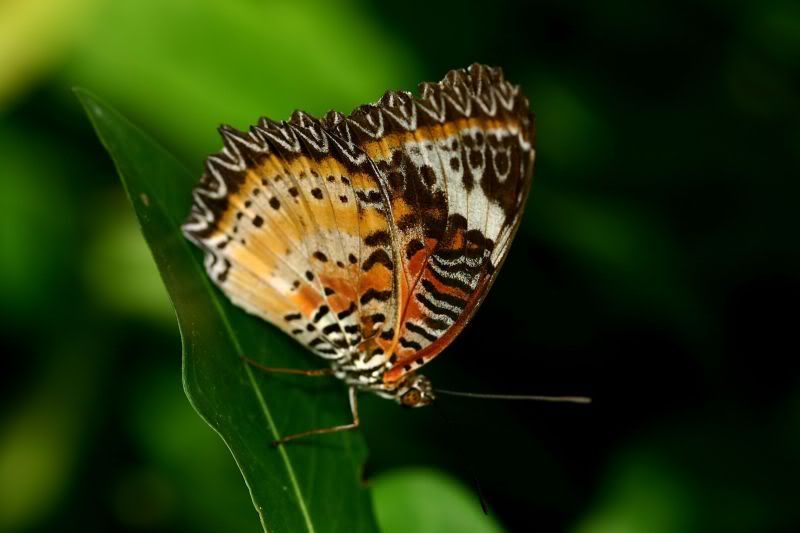 butterfly4.jpg