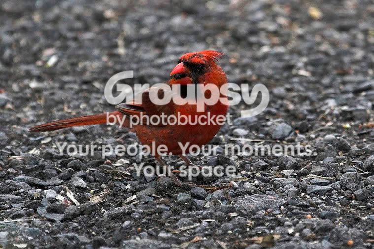 Cardinal1.jpg
