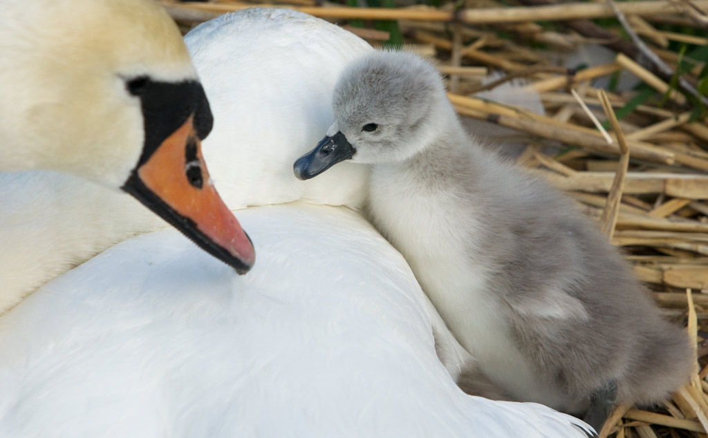swan_03.jpg