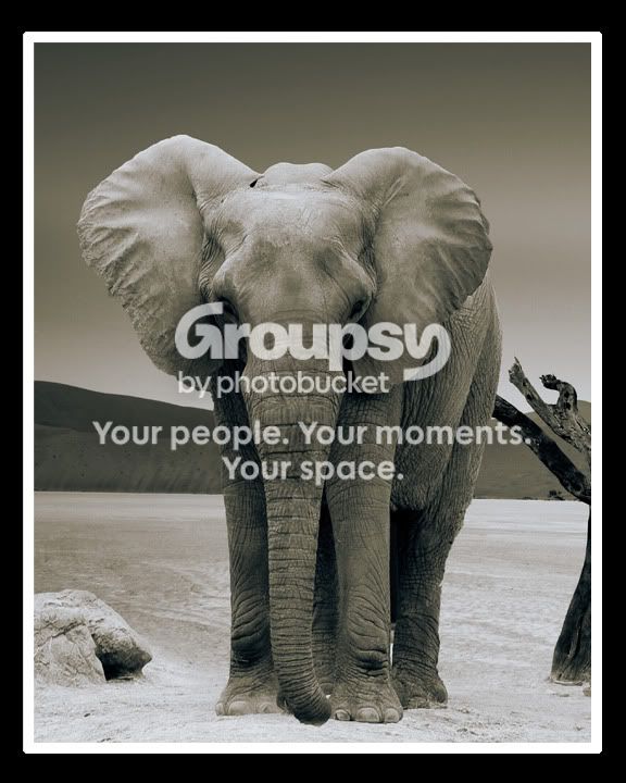 elephant-1.jpg