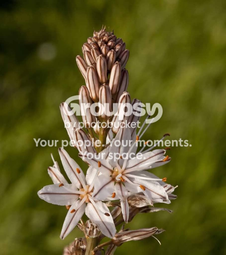 Winterwildflower.jpg