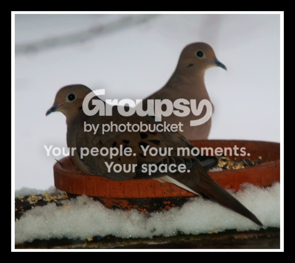 doves1.jpg