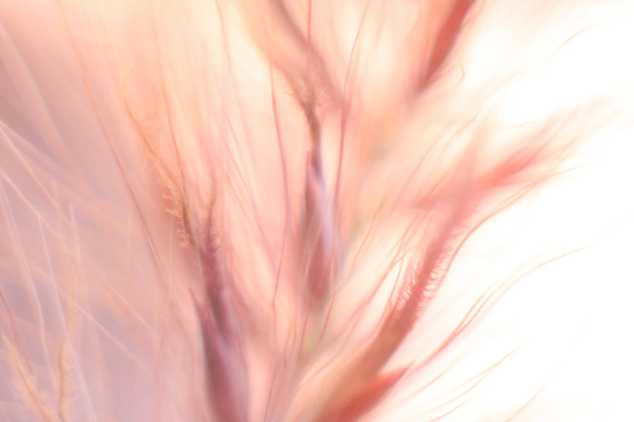 dat_macro_2_by_delosphotos-d4csgvu.jpg
