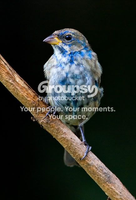 Blue-bunting-3.jpg