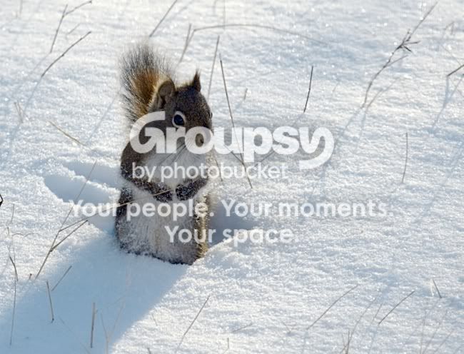 SquirrelIII_edited.jpg