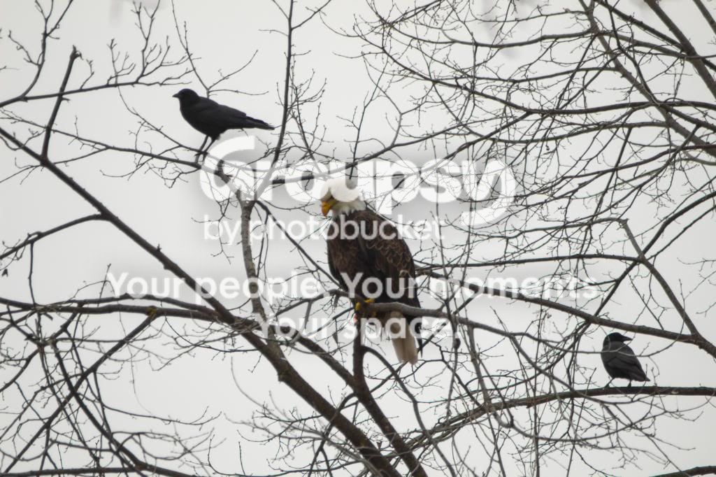 Eagle-1_zps895b84c9.jpg