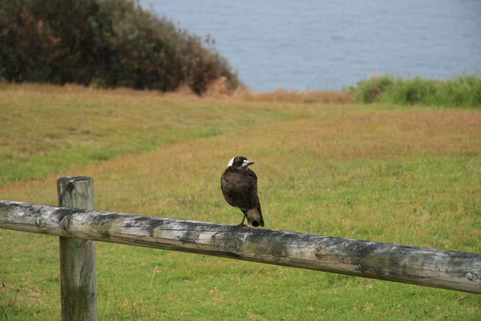 Bird.jpg