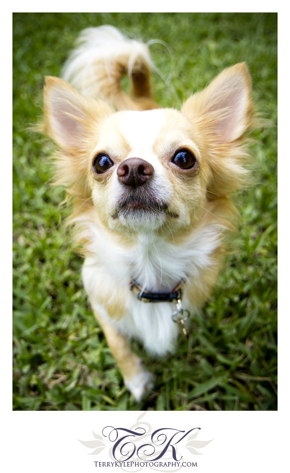SarahPups-15.jpg