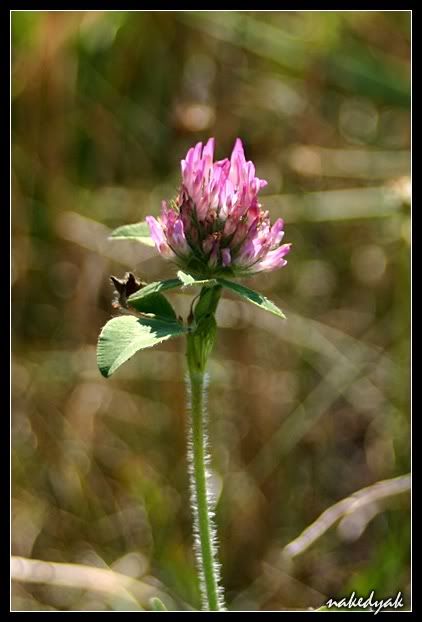 thistle.jpg