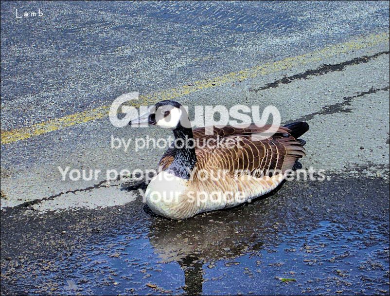 goosejpg.jpg