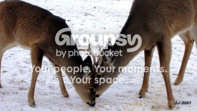 DeerTogether.jpg