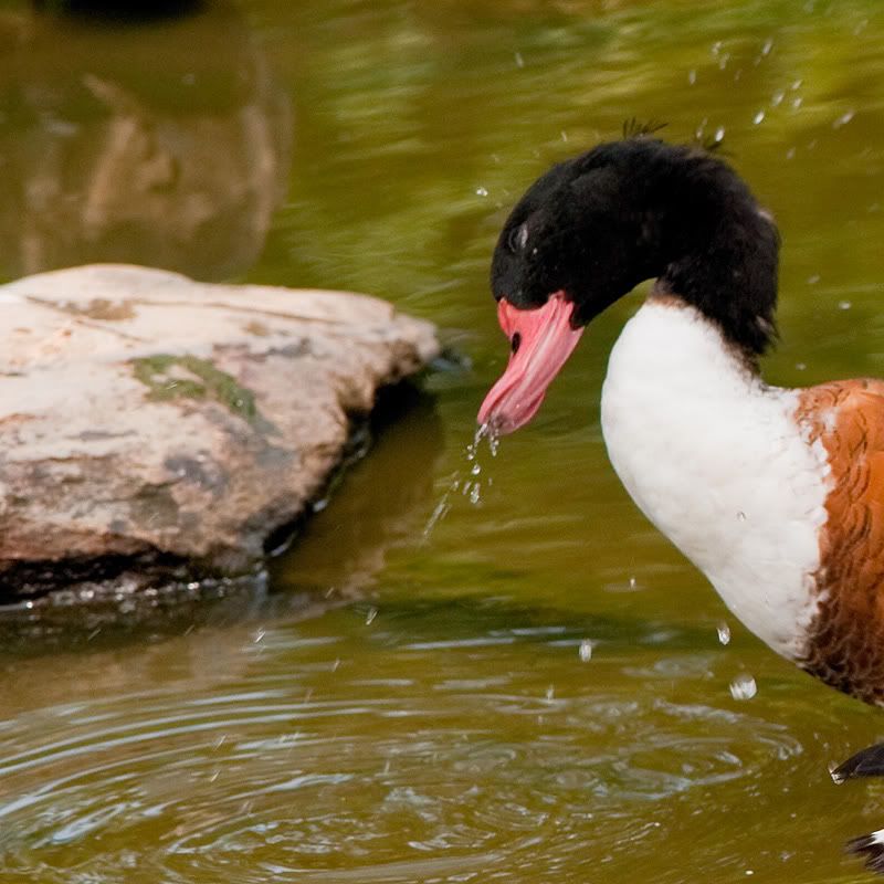 duck15.jpg