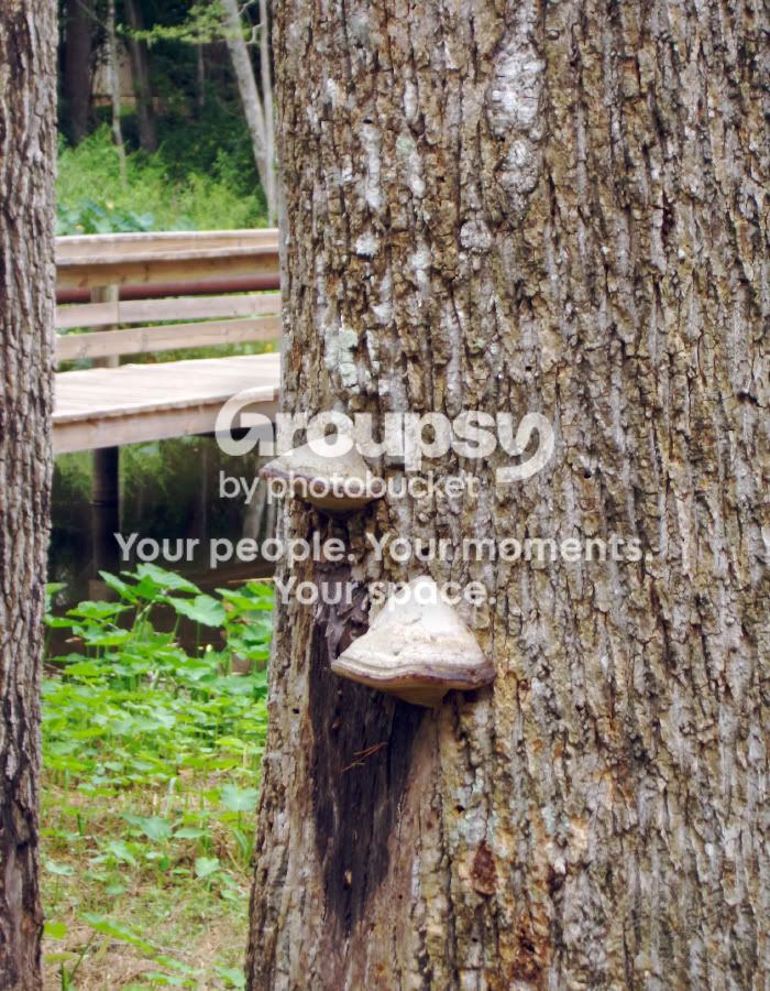 oaktree.jpg