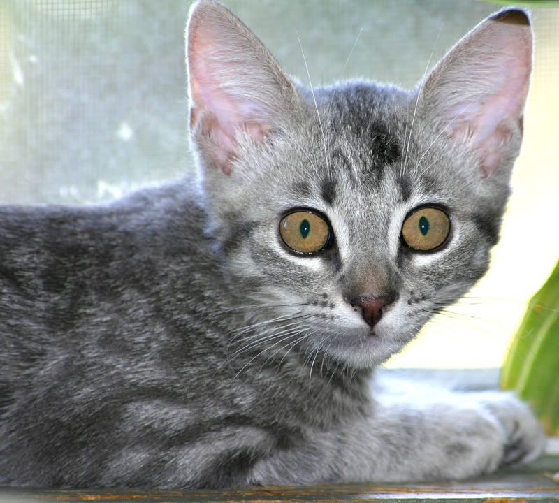 lemur-eyes2w.jpg