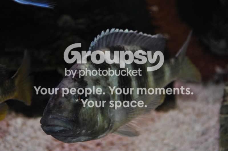 fish001.jpg