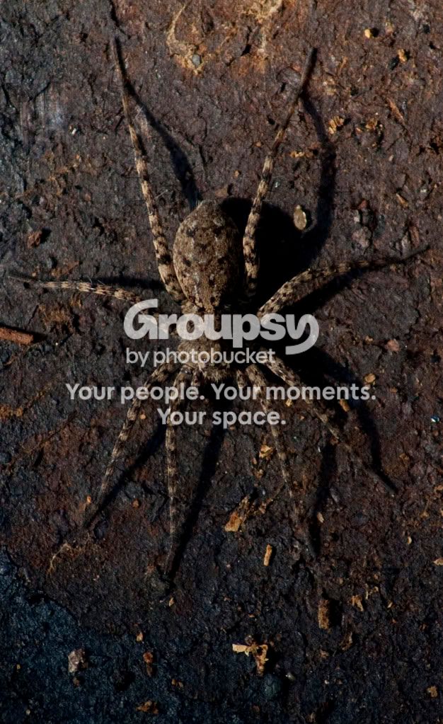 spider.jpg