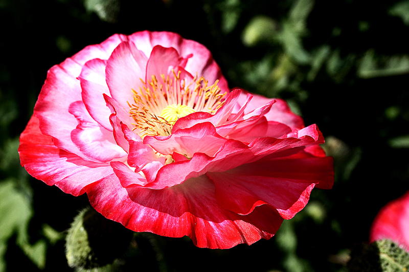 IMG_7639.jpg