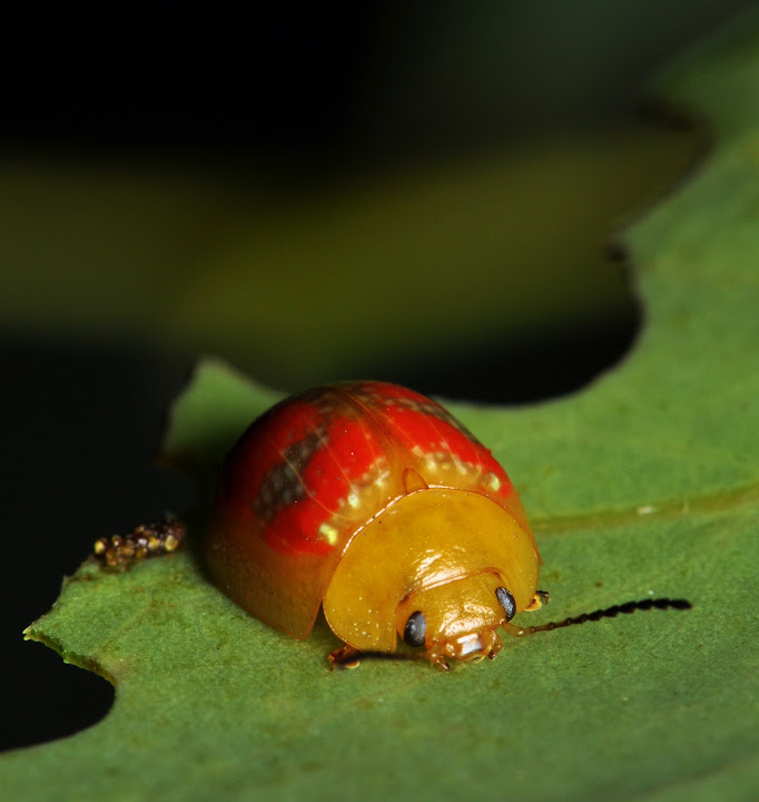 EucalyptusLeafBeetle.jpg