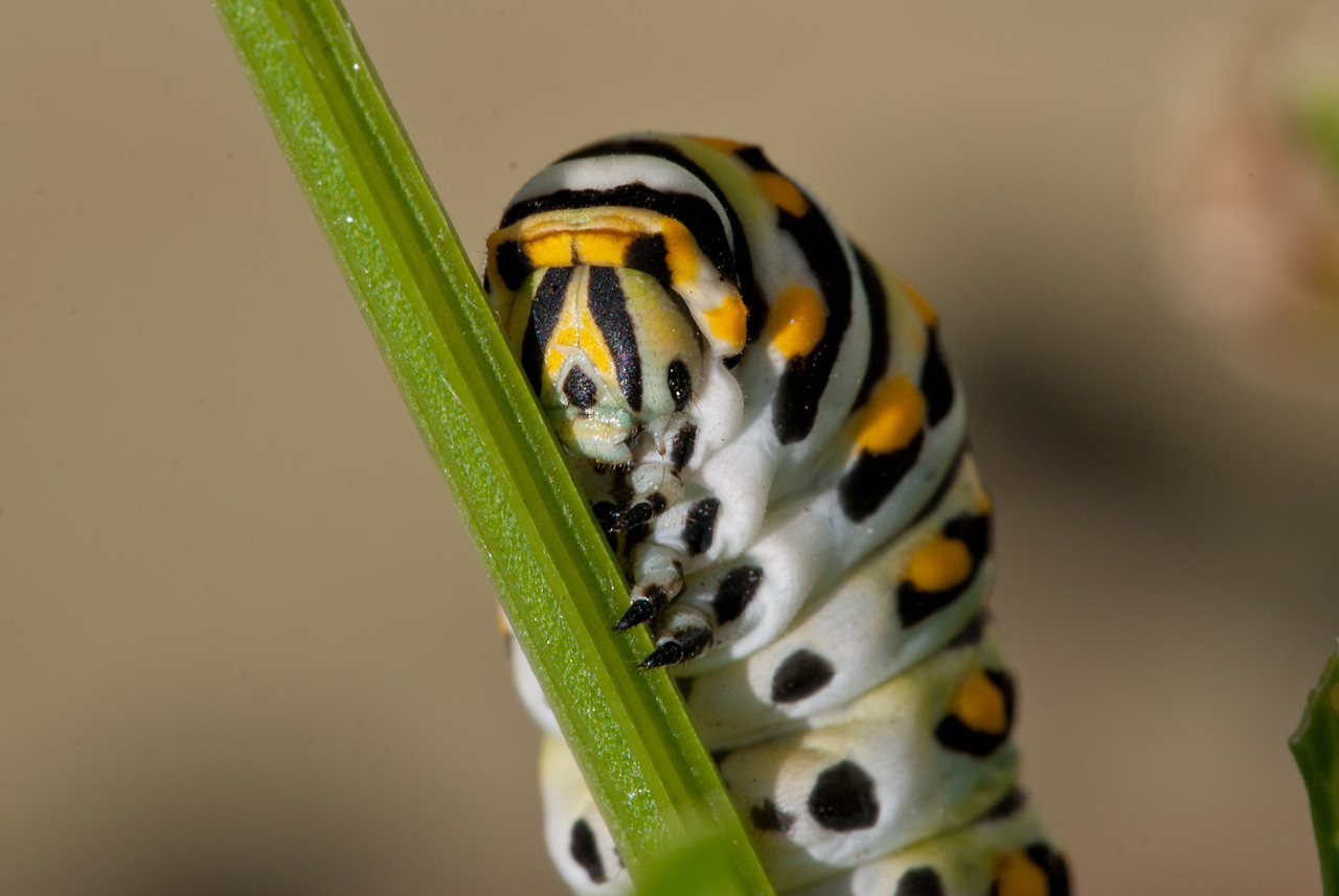 DSC0181-X2.jpg