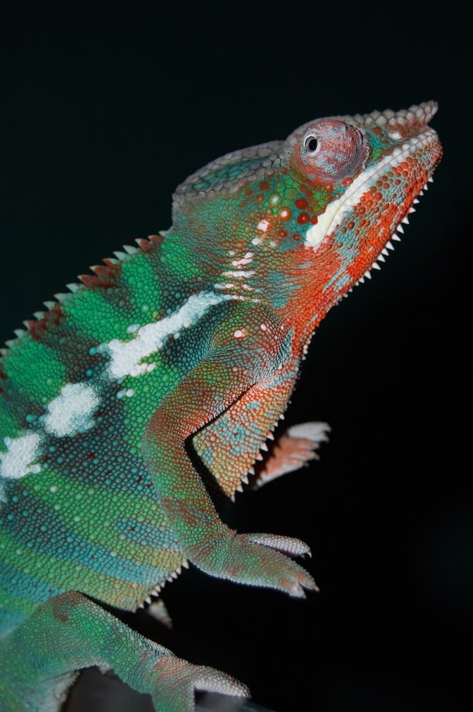 DSC_0137.jpg