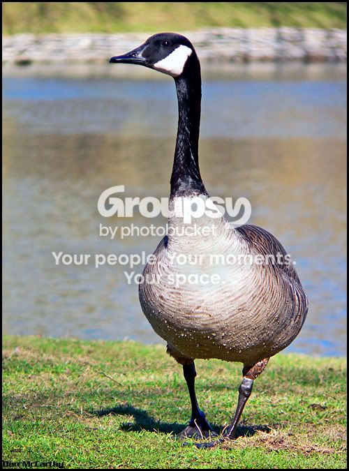 goose01.jpg