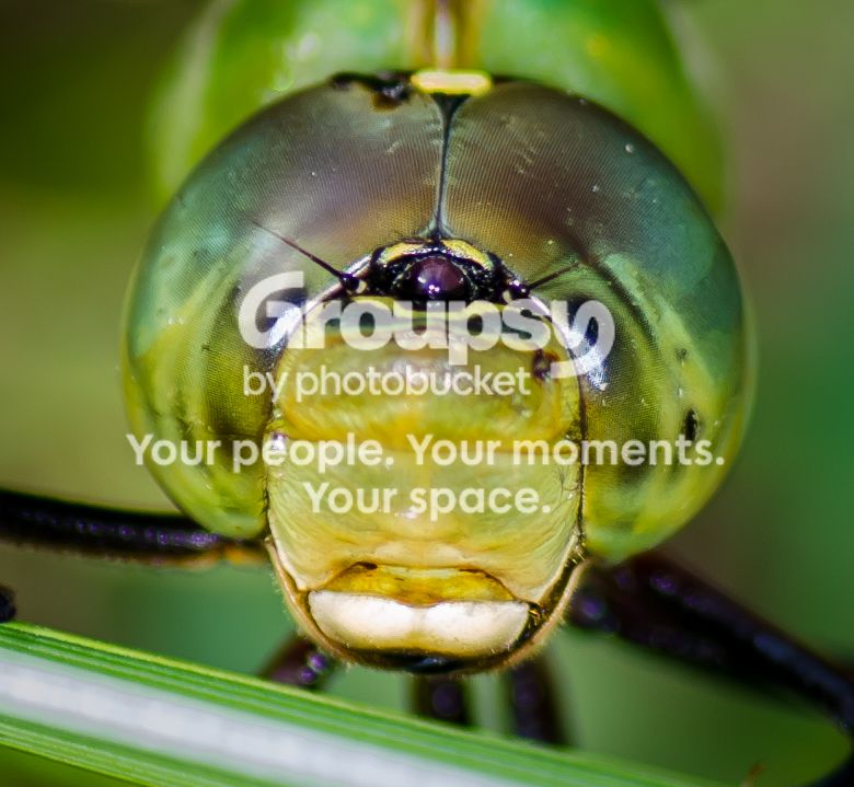 Dragonfly%20Head%20II-1_zps655693a0.jpg