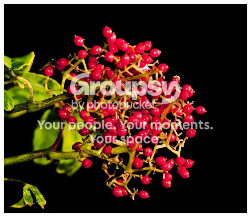 flowers_2.jpg