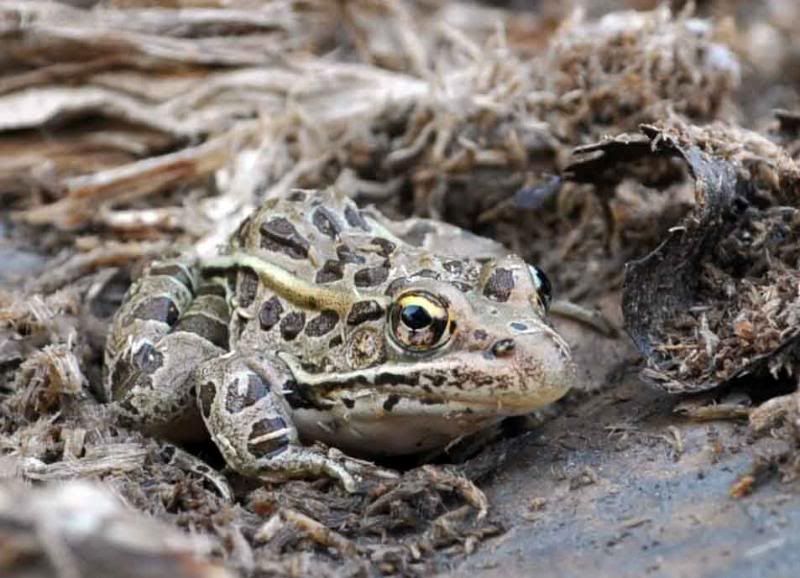 speckledfrog.jpg