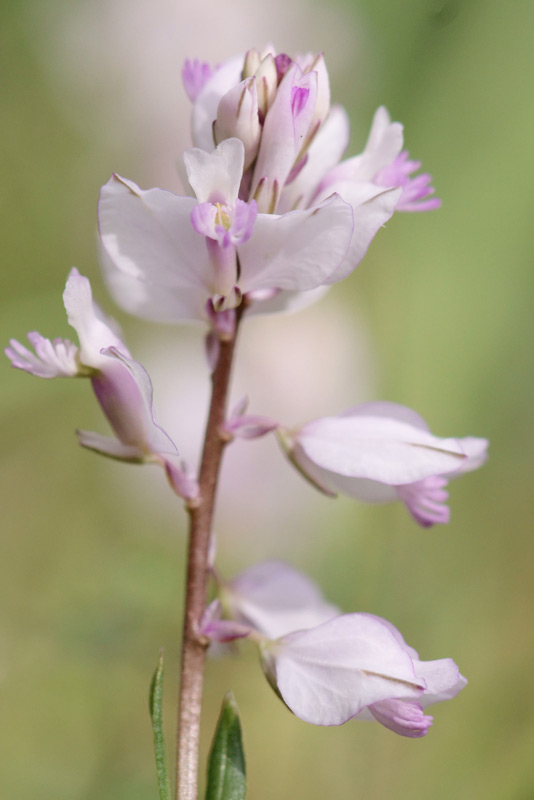 flower_16.jpg