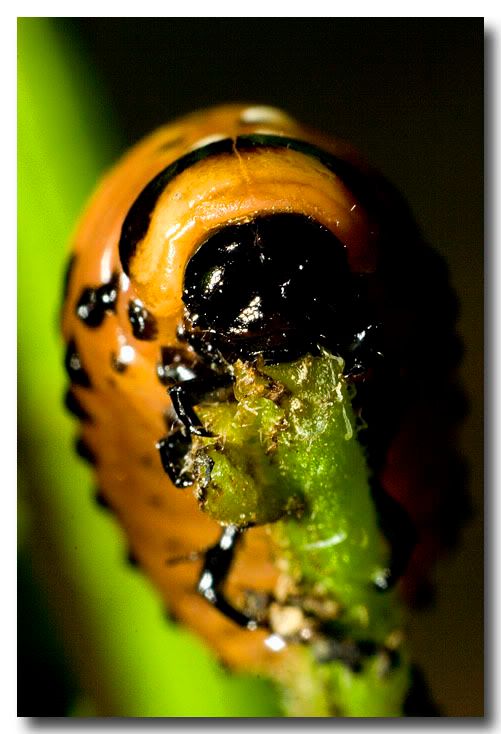 potatobug.jpg