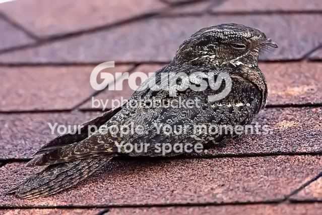 chucks-will-widow-roof_RS.jpg