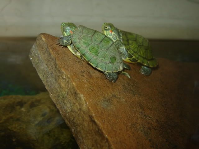 DSC03154-1.jpg