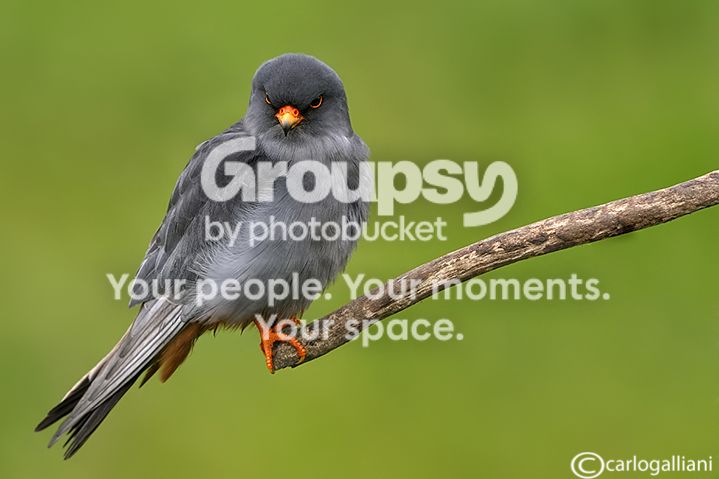 falcocuculo77.jpg