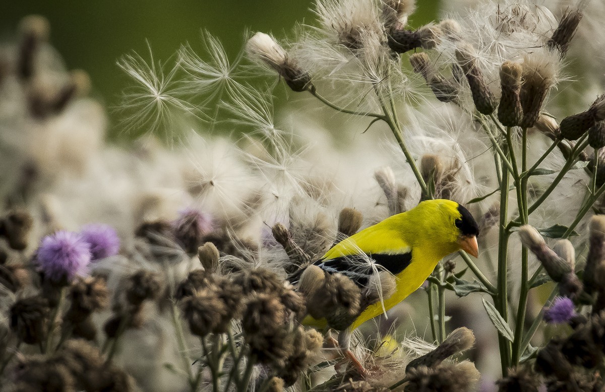 goldfinch-in-the-thistles-1200-jpg.142768