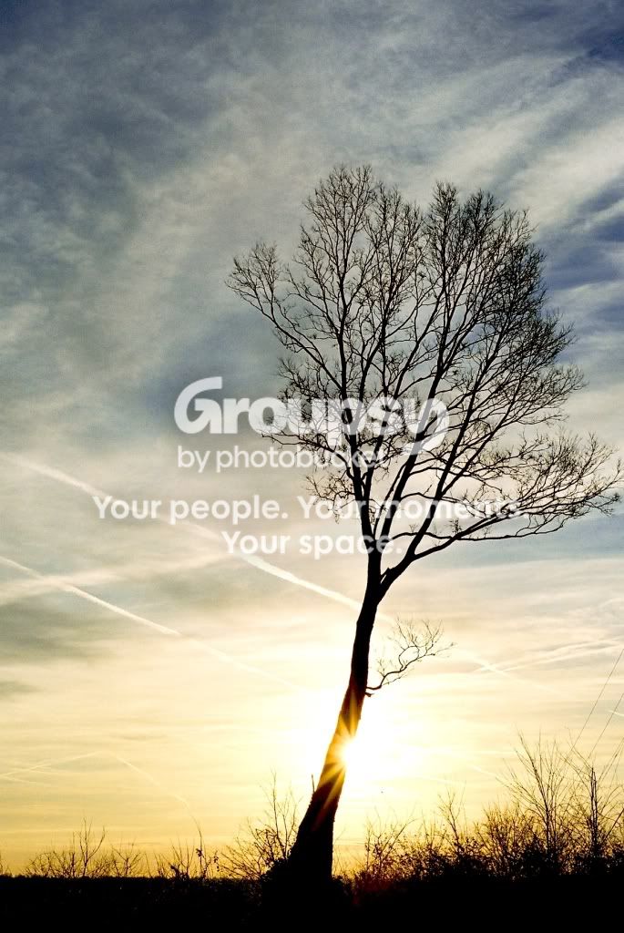 Curved_Tree.jpg