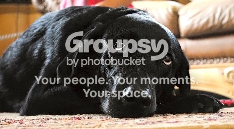 tpfhelpdog1.jpg
