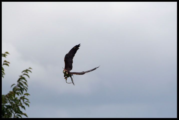 IMG_0122AmericanKestrel.jpg