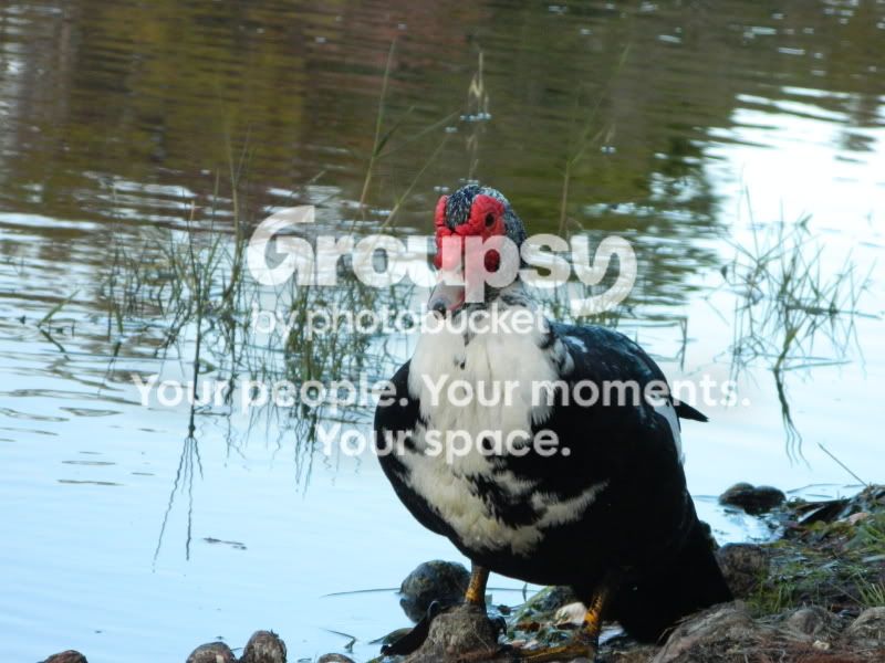 duck.jpg
