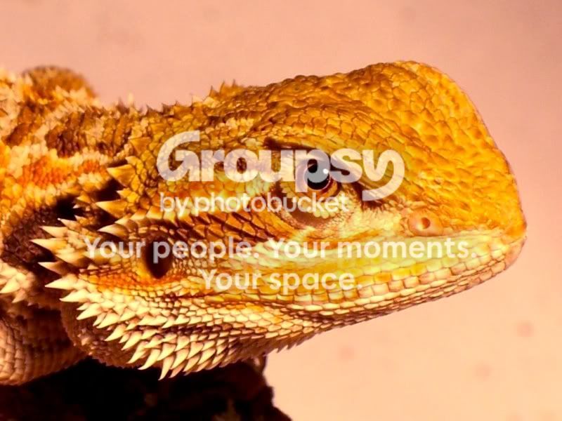 beardie2.jpg