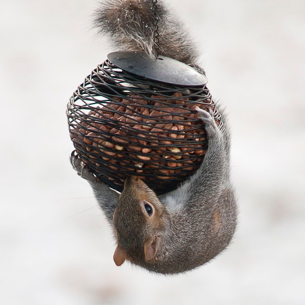 Squirrells-1.jpg